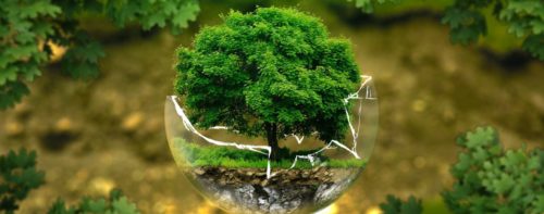 Ecosia: raggiunti i 100 milioni di alberi piantati!