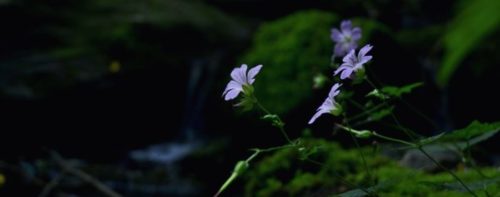 Rimaniamo in tema fiori: il mio poker di fiori in Piemontese!