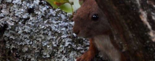 Scoiattoli: i piccoli abitanti del bosco visti da vicino!