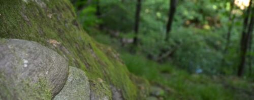 La natura e le sue forme bizzarre