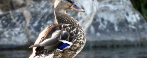 Birdwatching in Val Chisone: il primo video!