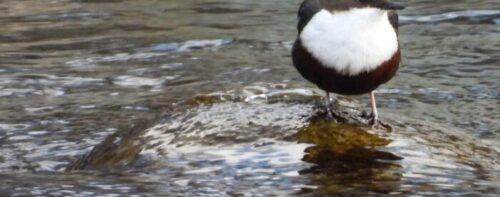 Birdwatching in Val Chisone… sotto zero!